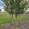 Prunus laurocerasus 'Caucasica' - 4