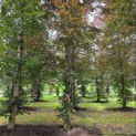 Fagus sylvatica 'Atropunicea' - Foto 1