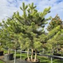 Pinus nigra 'Nigra' - 3