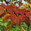 Cornus kousa - 1