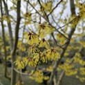 Hamamelis mollis - 2