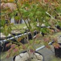Acer palmatum 'Aconitifolium' - Foto 2