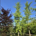 Ginkgo biloba - mei 2026. strakke smalle kroon