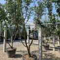 Prunus domestica Reine Claude 'Verte' - 2