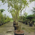 Koelreuteria paniculata - Foto 1