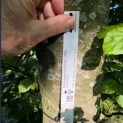 Fagus sylvatica - 3