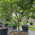Acer palmatum 'Osakazuki - Foto 3