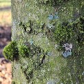 Carpinus betulus 'Frans Fontaine'   (Fastigiata) - 6