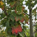 Acer Rubrum 'Brandywine' - 1