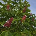 Aesculus x carnea 'Briotii' - 2