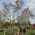 Magnolia 'Betty' - 1