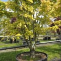 Acer palmatum 'Ueno Yama' - 1