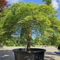 Acer palmatum 'Dissectum' - Foto 5