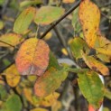 Amelanchier lamarckii - 4
