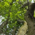 Carpinus betulus 'Frans Fontaine'   (Fastigiata) - 1