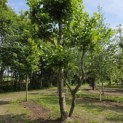 Platanus x Hispanica - 2