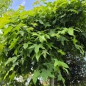 Liquidambar styraciflua 'Gum Ball' - 1