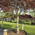 Acer palmatum 'Bloodgood' - Foto 4