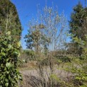 Amelanchier alnifolia 'Obelisk' - 3