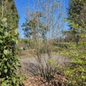 Amelanchier alnifolia 'Obelisk' - 1