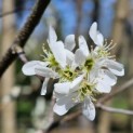 Amelanchier alnifolia 'Obelisk' - 2