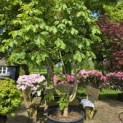 Aesculus x carnea 'Briotii' - 1