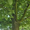 Carpinus Betulus - 4