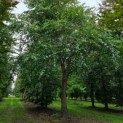 Betula nigra - Afbeelding 1