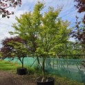 Acer palmatum - juni 2026