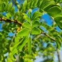 Gleditsia triacanthos ‘Inermis' - blad
