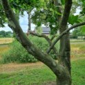 Platanus x hispanica - Afbeelding 5