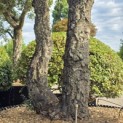 Quercus Suber - 1