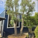 Quercus Suber - 2