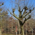 Platanus x hispanica - Foto 1