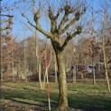 Platanus x hispanica - Foto 2