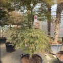 Acer palmatum 'Garnet' - Foto 5