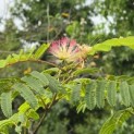 Albizia julibrissin - 2
