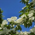 Cornus kousa 'Venus' - 2