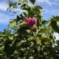 Magnolia 'Lennei' - 3