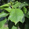 Magnolia 'Lennei' - 2