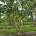 Acer campestre - 5
