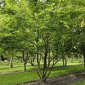 Zelkova serrata - 4