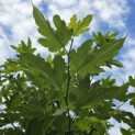 Morus alba