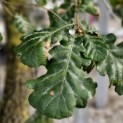 Quercus Pubescens - 2