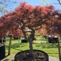 Acer palmatum 'Dissectum' - Foto 2