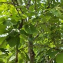 Prunus avium 'Regina' - mei 2026