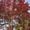 acer palmatum 'Atropurpureum' - Foto 3