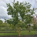 Acer campestre - 2