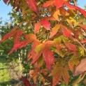Acer Triflorum - Foto 4