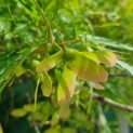 Acer palmatum 'Dissectum' - Afbeelding 4